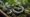 Piton snakes in their natural habitat, coiled around tree branches in a lush rainforest