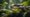 A python snake slithers through a lush jungle, navigating around human structures and obstacles, highlighting the challenges of conservation and human interference
