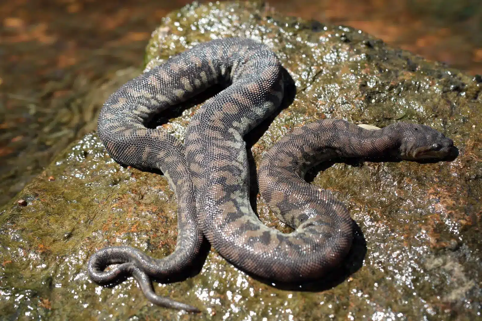 Cobra Mais Feia Do Mundo: Conheça As Espécies Que Assustam Até Os Corajosos 4 Cobra Mais Feia Do Mundo: Conheça As Espécies Que Assustam Até Os Corajosos