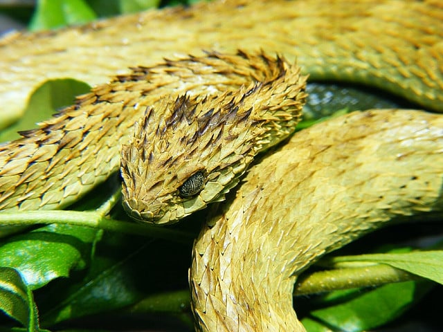 Cobra Mais Feia Do Mundo: Conheça As Espécies Que Assustam Até Os Corajosos 5 Cobra Mais Feia Do Mundo: Conheça As Espécies Que Assustam Até Os Corajosos