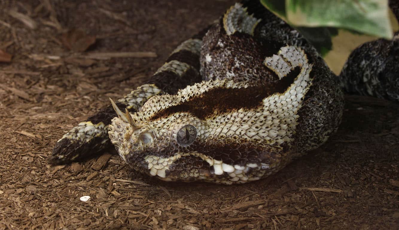 Cobra Mais Feia Do Mundo: Conheça As Espécies Que Assustam Até Os Corajosos 1 Cobra Mais Feia Do Mundo: Conheça As Espécies Que Assustam Até Os Corajosos