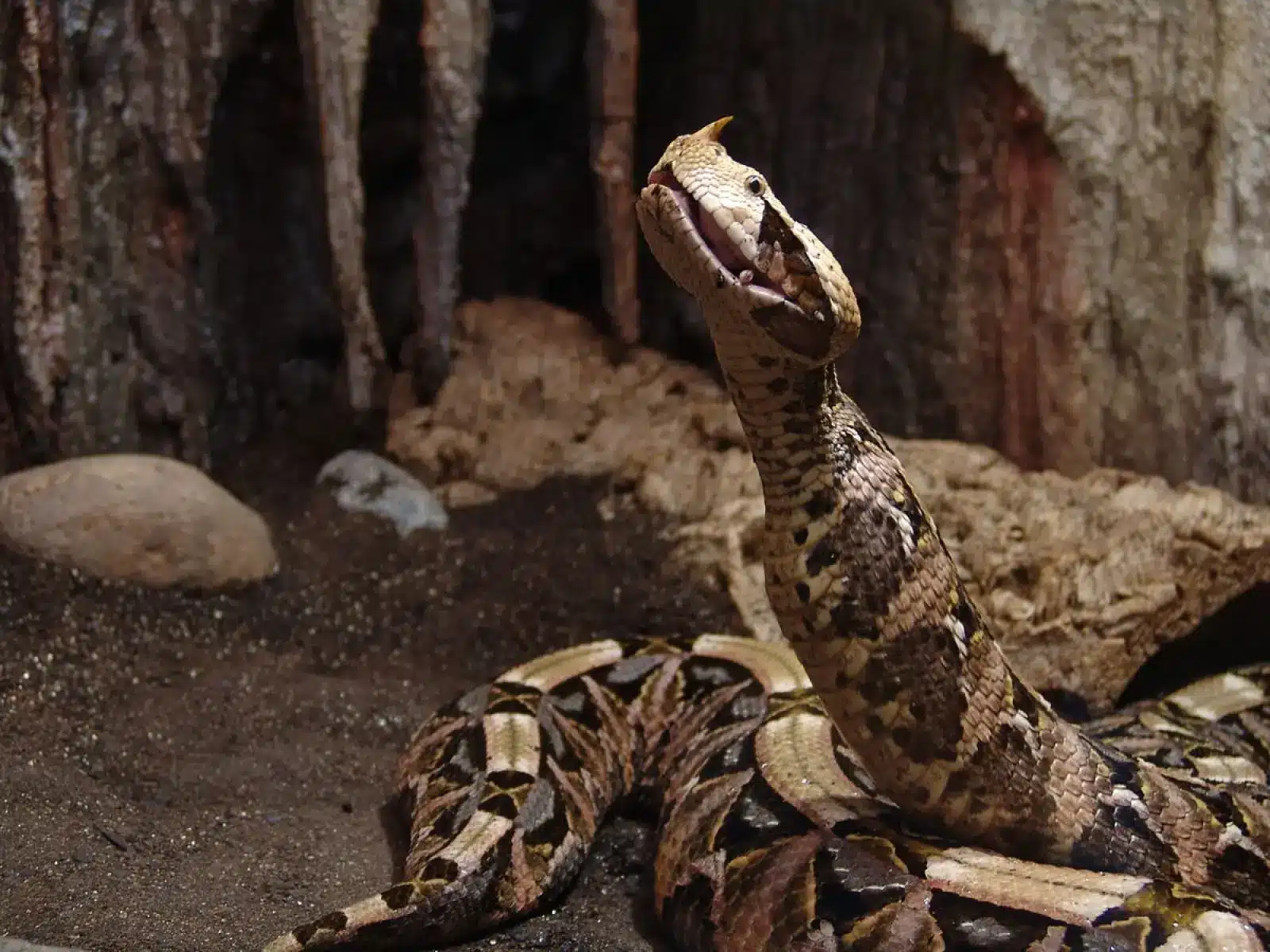 Cobra Mais Feia Do Mundo: Conheça As Espécies Que Assustam Até Os Corajosos 2 Cobra Mais Feia Do Mundo: Conheça As Espécies Que Assustam Até Os Corajosos